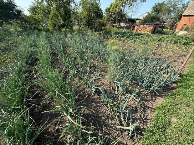 Когда сажать лук-севок в 2026 году: сроки для разных регионов