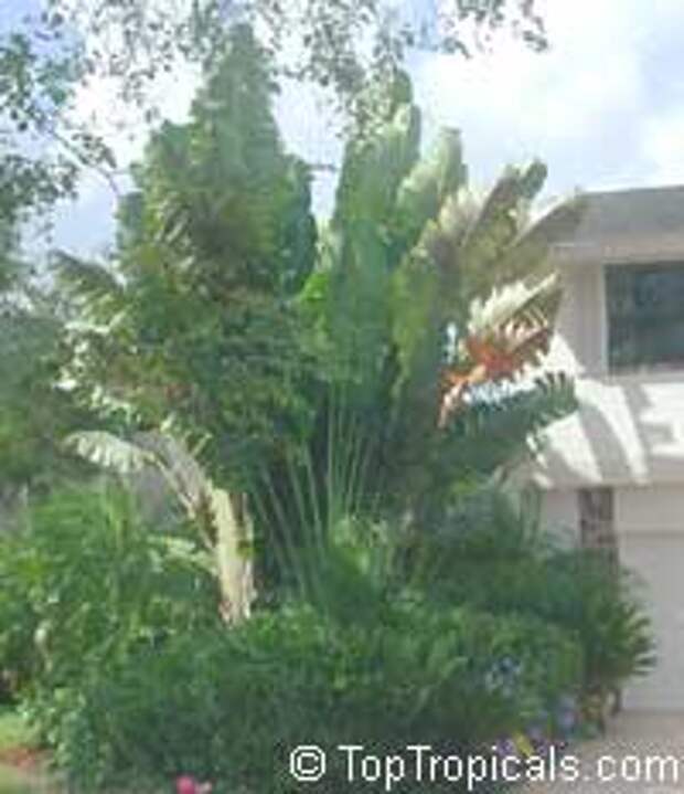 Ravenala madagascariensis, Travellers palm