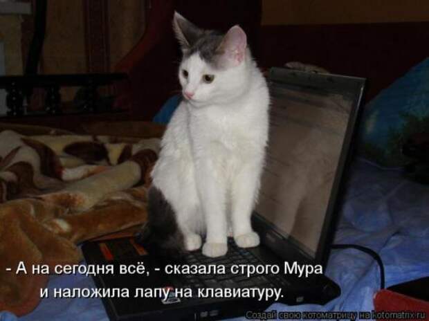 Котоматрицы (картинки с подписями)