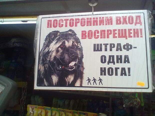Немного о собаках картинки, собаки