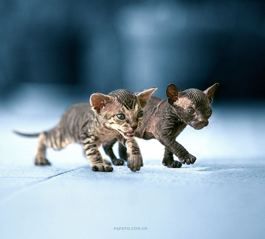 animal-portraits-sergey-polyushko-25-582b060499150__880