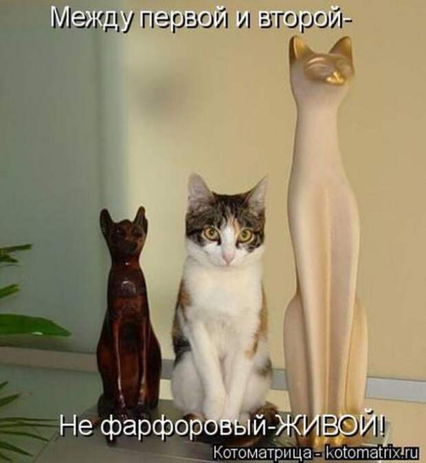 Котоматрицы (картинки с надписями)