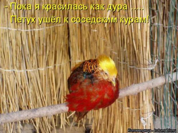 Котоматрицы(картинки с надписями)
