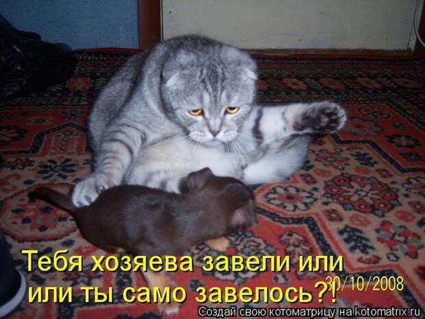 Лучшие котоматрицы недели (50 фото)
