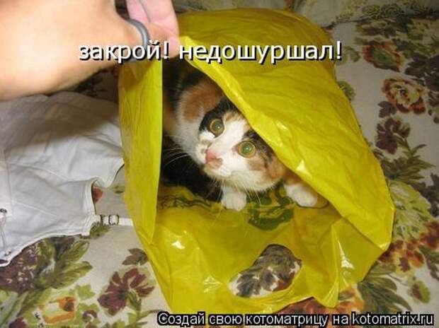 Лучшие котоматрицы недели
