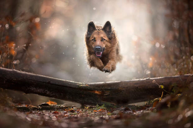 Супер собаки в фотографиях Клаудио Пикколи 24