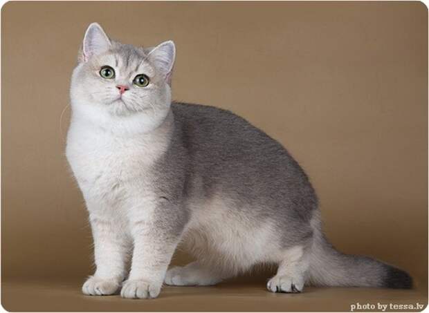 Британская короткошерстная кошка