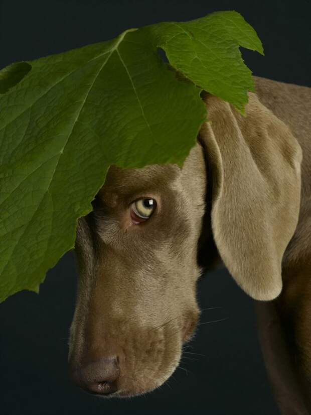 William Wegman - Man Ray