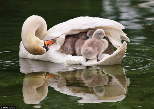 Мать и дитя в мире животных: белая лебедь с птенцами. Фото