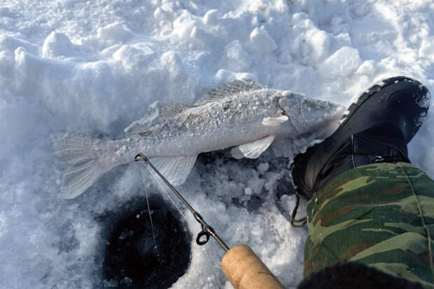 Жители Новосибирска едят рыбу больше нормы Минздрава