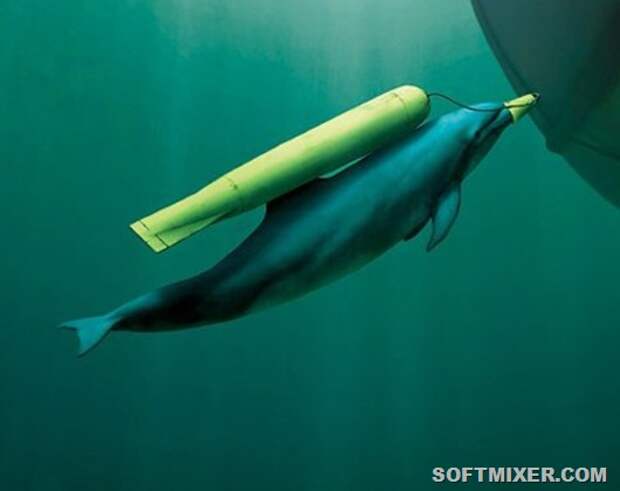 1363057528_dolphin