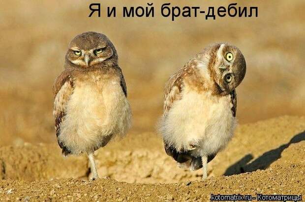 Лучшие котоматрицы недели (50 фото)