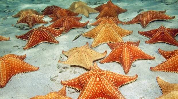 7 фактов, доказывающих, что морские звезды — это поистине жуткие морские чудовища 