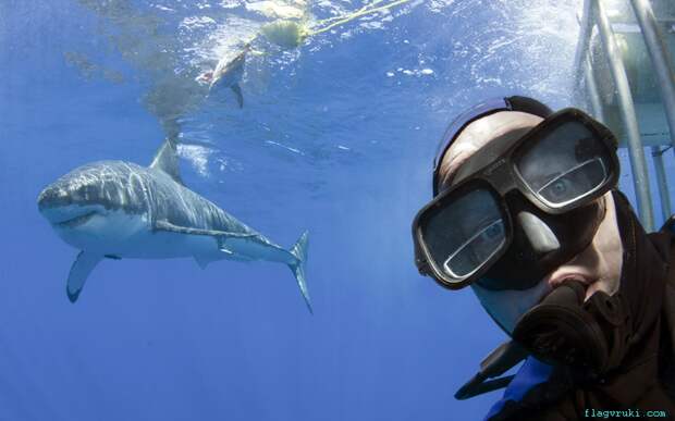 Подводный фотограф Питер Верхог осмелился высунуться из клетки, чтобы сделать селфи с большой белой акулой у берегов Гваделупы, Мексика.
