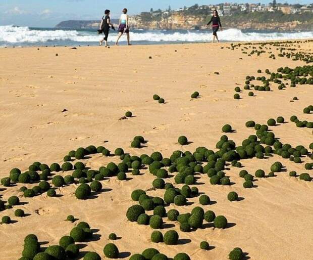 Мосс-шары – уникальные шаровые водоросли