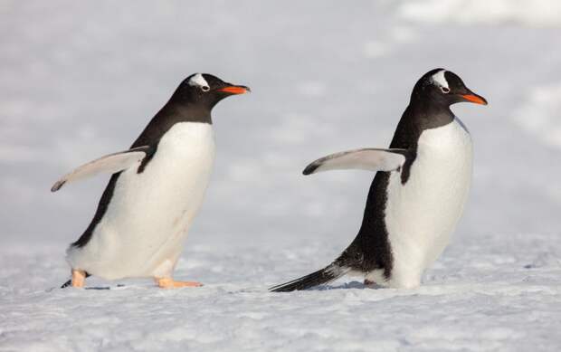 В Австралии обнаружили сразу две новые пары пингвинов-геев: Новости ➕1, 18.08.2021