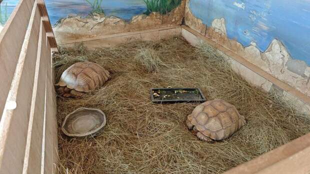 Шпороносые черепахи / Фото: барнаульский зоопарк