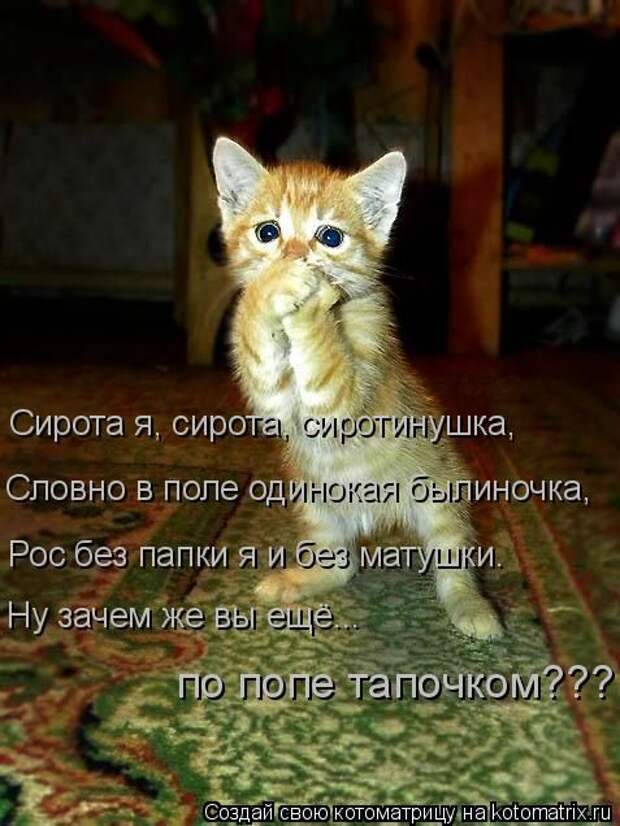 Котоматрицы(картинки с надписями)