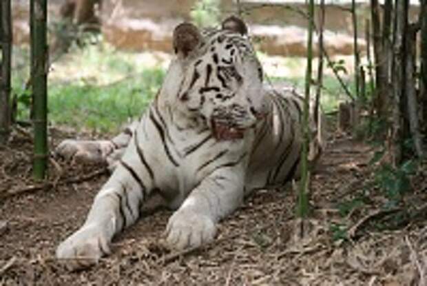 Белые тигры 15
