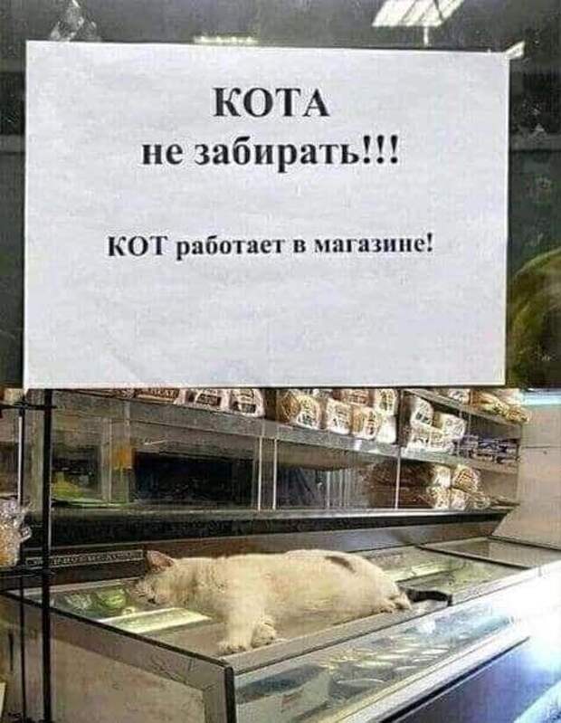 Самые смешные свежие картинки с надписями (четверг)
