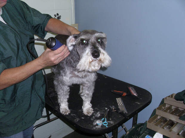 Grooming