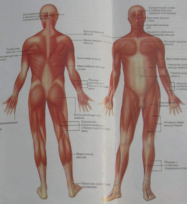 Расположение мышц в теле