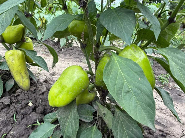 Всё о перце для новичков и опытных: подробный гайд от выбора семян до ведра урожая