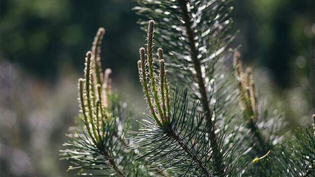Момент падения сосны на автомобиль в Балашихе попал на видео