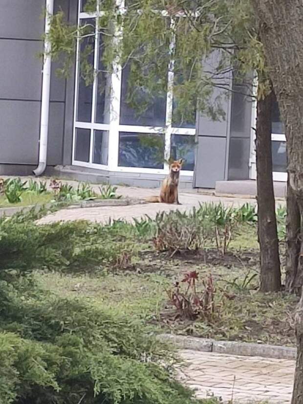 Лиса на пр. Мира, 2б