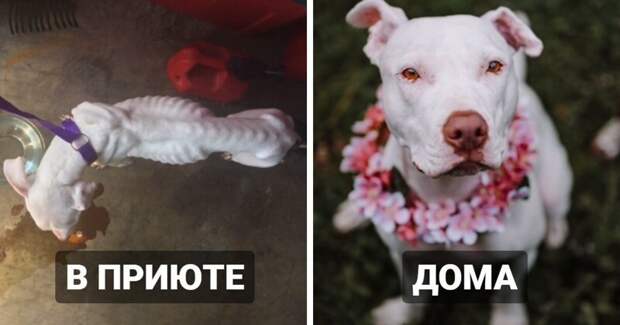 Бездомные собаки из приюта: снимки до и после обретения семьи