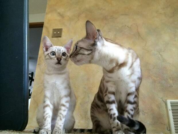 Смешные и забавные кошки
