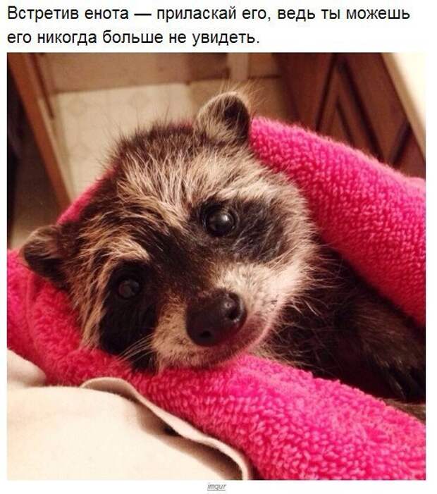 Еноты плохого не посоветуют.