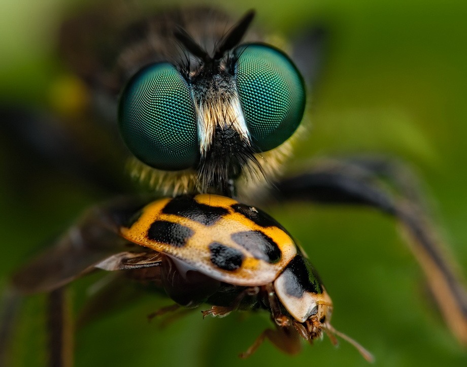 insects51 insects51 Портреты насекомых