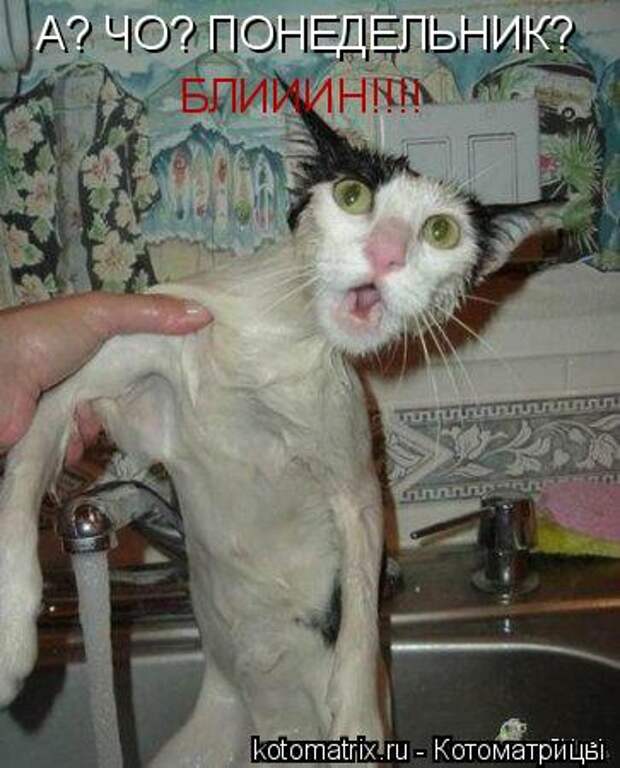 А? ЧО? ПОНЕДЕЛЬНИК? БЛИИИН!!!!