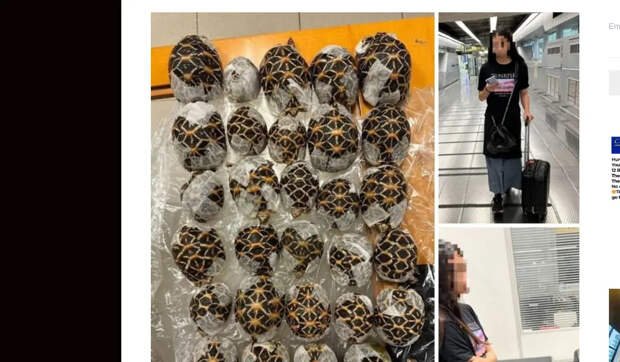 В аэропорту Таиланда задержали девушку с 30 черепахами на теле
