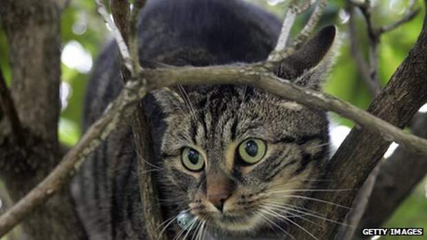 cat in tree