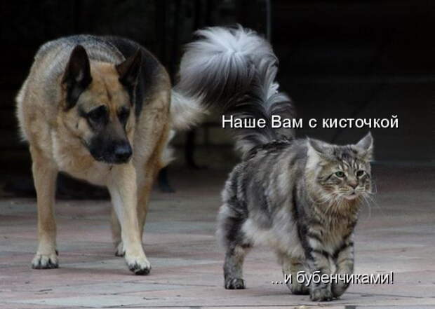 Котоматрицы (50 штук) Котоматрицы (50 штук)
