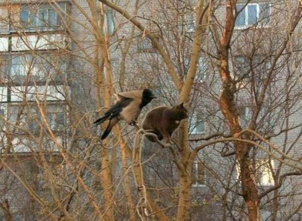 Весна пришла — коты прилетели!