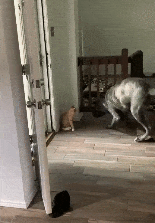 Животные, которые не скрывают, что они дьявольски умны