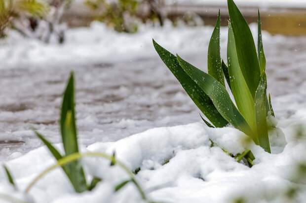 Агроном Воинкова рассказала, как спасти растения на даче после снегопада