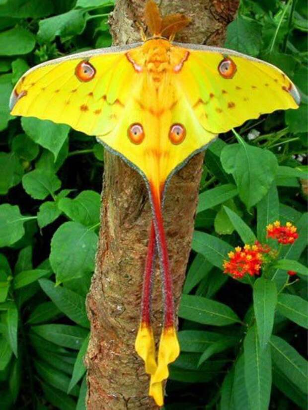 Самая красивая бабочка. Название самой красивой бабочки в мире
