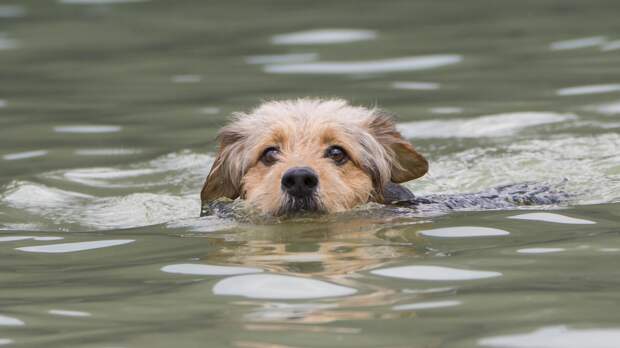 Кинолог Голубев разъяснил, когда купание в реке может быть опасно для собаки