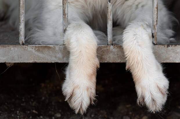 Ветклинику в Подмосковье обвинили в смерти животных