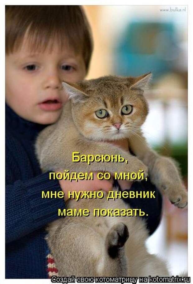 Котоматрицы (картинки с подписями)