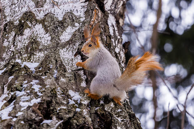 Самый теплый день зимы наступит в Новосибирске в Голодуху 18 февраля