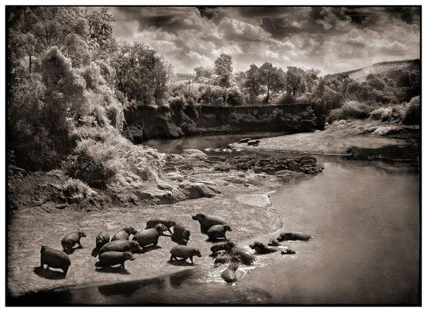 фотографии африки. Nick Brandt