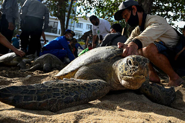 Люди готовятся выпустить морских черепах на пляже Кута на Бали