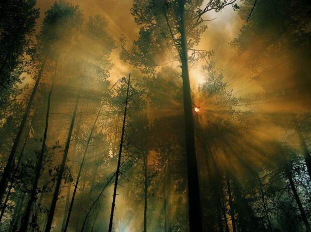 national geographic, дикая природа, животные, лучшие фотографии, природа