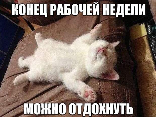Смешные фото приколы и мемы с котами и кошками Смешные фото приколы и мемы с котами и кошками животные, коты, прикол, юмор