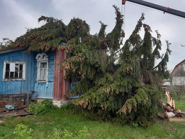 Под Рязанью ель рухнула на жилой дом